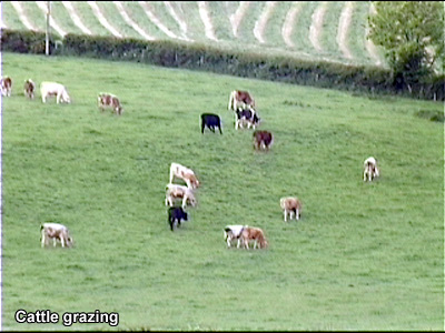 Cattle graziing.