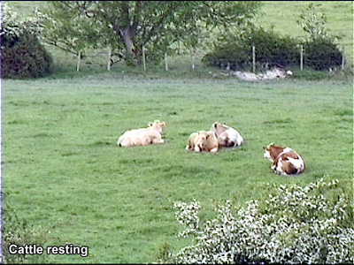 Cattle resting.