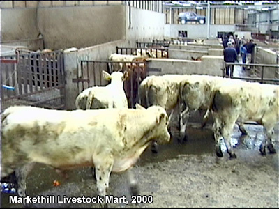 The livestock mart in Markethill.