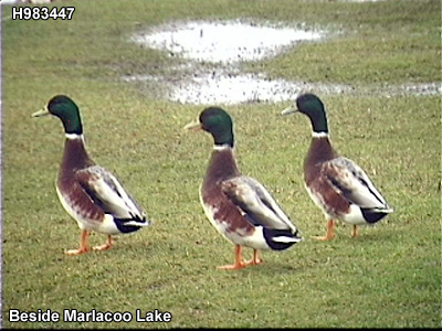 The townland of xxxx.