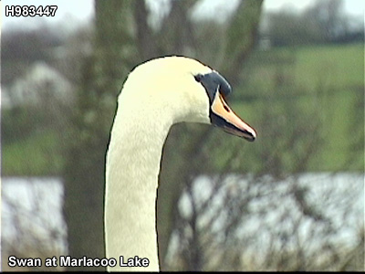 The townland of xxxx.